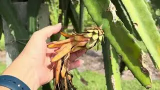 Growing dragon fruit pitaya at Jessie&rsquo;s Tropical Fruit Farm