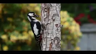 Most Relaxing &  Beautiful Woodpecker (HD)