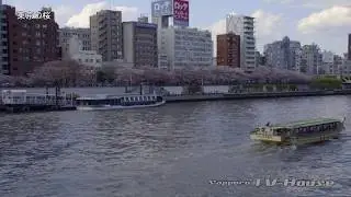 東京の桜 Cherry tree in Tokyo 4K(UHD)
