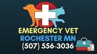 24 Hour Emergency Vet Rochester MN | Emergency Vet in Rochester MN | (507) 556 3036