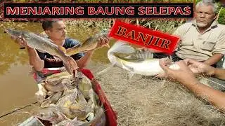 Menjaring Ikan Baung Besar Selepas Banjir