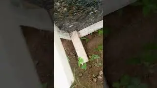 Creating a pen housing to start your snail farming: Here are what you need to know.