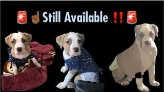 Standard American bully: 🔥Stud puppy‼️🎯Comments⬇️⬇️⬇️if interested