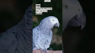 Grey parrot Now and Then🦜 #cute #endangered #parrot #greyparrot #birds #birdlovers #nature #shorts