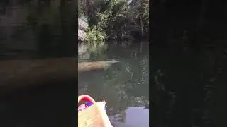 Manatee makes Blowing Noise