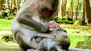 Baby Monkey Angry Mom & Request Warm Nursing, | Poor Baby Monkey Micah Very Happiness With Mom,