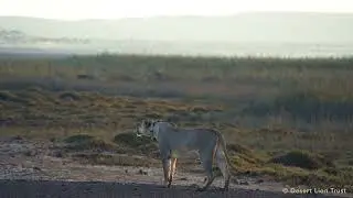 Coastal lioness Xpl-108 calling for her sisters at sunrise.
