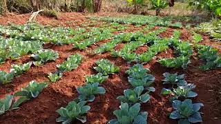 Cabbage Farming  in Kenya | #farming #vegetables 