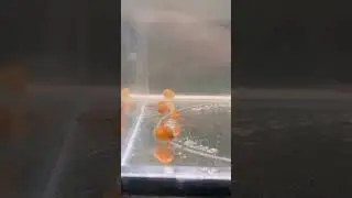 Clam shrimps!