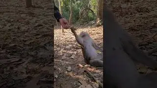 Daily baby monkey action videos!#monkeys #babymonkeys#cutemonkey#funnyanimals#wildmonkeys #cutebaby