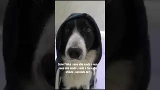 Cane  che veste una felpa #cane #perte #bordercollie