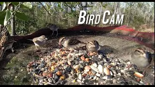 December Bird Cam,  Florida Backyard cam, Chipping Sparrows and many others, Natural nature sounds