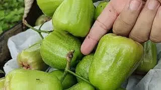 Panen jambu kiojok super manis