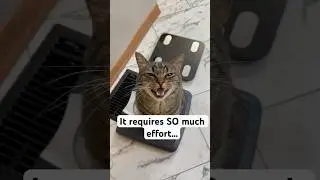 Is this the most DIFFICULT cat breed to own?