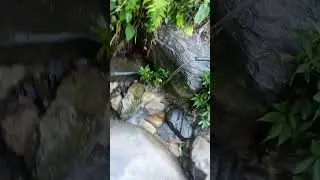 &ldquo;Wild Water Hunting in Jungle | Real Survival in Nepal&rdquo;