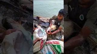 Amazing net fishing |traditional fishing  #fish #fishing #shortsvideo