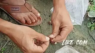 Best Fishing Video - Traditional Hook Fishing - 2022