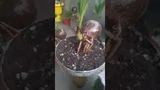 SK Jane Alam. Coconut bonsai  West Bangal
