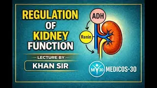 Regulation of Kidney Function #biology #biologyclass12 #neet #neetbiology #education