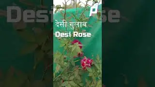Flowers  On Desi Rose Plant | Rose plant growing tips | The most fragrant rose flower | #shorts