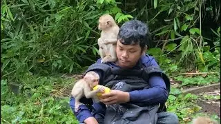 baby monkey Lucie & Rainbow kenzo come to eating peanuts & mango from bother for dinner.