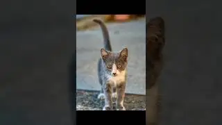 Are Cats Time Travelers? Discover Their Amazing Navigation Skills!
