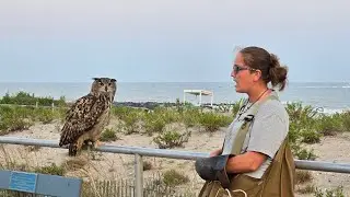 Owl, Bird Of Prey, Used To Control Seagull Problem In Ocean City, NJ