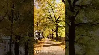 Fall in Germany ❤️ #fall #travel #germany #fallseason