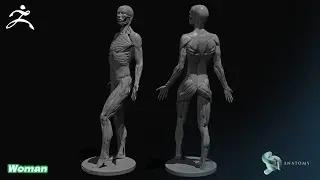 Female Ecorche Anatomy Sculpting in Zbrush Core (Complete Tutorial)