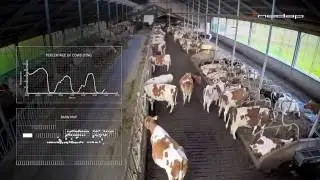 Nedap Timelapse - Tracking lying and moving behavior of cows in the barn