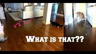 bObi Pet Robotic Vacuum Cleaner Meets Cat