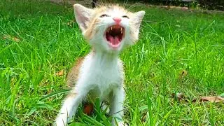 Little Street Kitten Crying Out for Its Mama, Finding Care and Comfort 🐱💖🐾