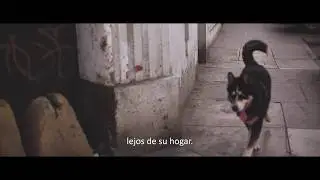 Identidad para las mascotas