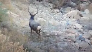 Mule Deer Fighting, locking up falling off cliff