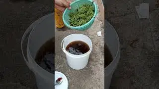 Cara Membuat Pupuk Organik Cair Dari Tanaman Azolla #azolla #pocazolla #shorts #youtubeshorts