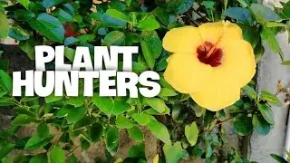 🌱PLANT HUNTERS ADVENTURE🌼