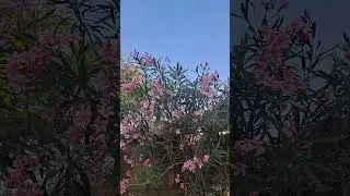 beautiful Garden#beautifulflowers #garden #flowers #knowledge #youtubeshorts