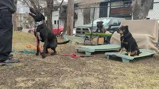 Rosie and THE Boys pt2 THE Workout. 