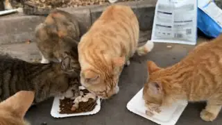 小猫到处跑，只是为每天的那一餐饭奔波