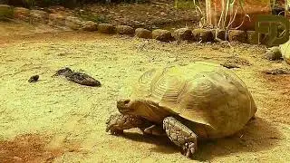 Ballade zoo Servion. Sortie en famille 