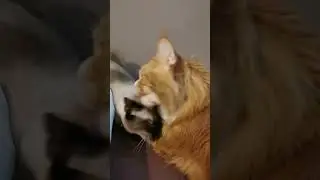Cute cats kissing