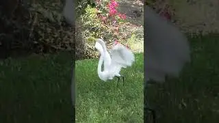 Backyard visitor