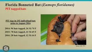 CHNEP Talk: Florida&rsquo;s Bonneted Bat: Research and Monitoring Efforts
