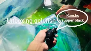 Unboxing goldfish &ldquo;&rdquo;Ranchu supper black &ldquo;&rdquo; 🐠