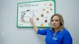 Black Soldier Fly Life Cycle