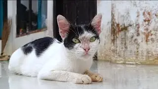 Adorable cat, she is beautiful and cute