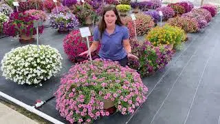 New Dekko Maxx Pink Petunia - Lucas Greenhouses Summer Trials 2024