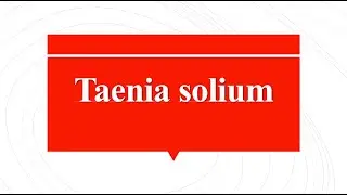 Taenia solium | Tape worm