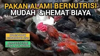 Pakan Alami Ayam Kampung Murah & Bernutrisi ! Protein Nabati Gratis Dari Dedaunan.