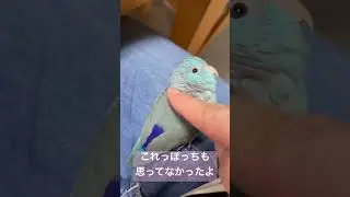 〜ハクちゃんへ〜#マメルリハ #青い鳥 #インコ #birds #癒し #かわいい #ハクちゃん